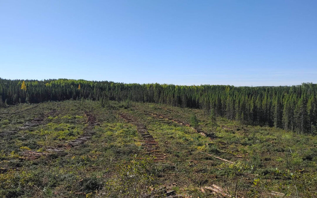 Entretien de plantation forestière