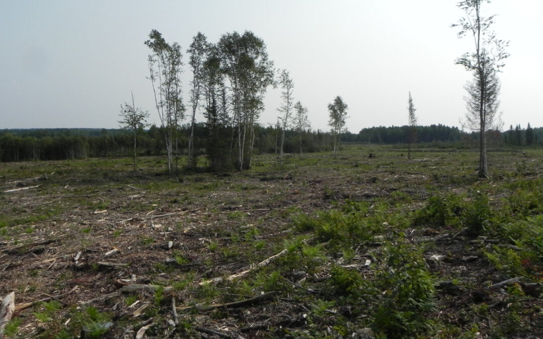 Préparation de terrain et reboisement
